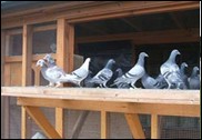 kessingland_pigeon_club